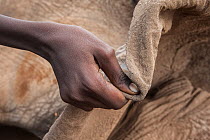 Person holding ear of dead female Elephant (Loxodonta africana) poisoned by local farmers, Amboseli National Park, Kenya, Africa. November, 2015.
