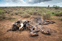 Rotting carcass of a female Elephant (Loxodonta africana) killed by poisoning, Amboseli National Park, Kenya, Africa. November, 2015.
