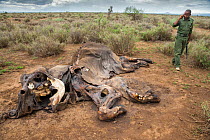 Ranger from Big Life Foundation guarding the rotting carcass of a female Elephant (Loxodonta africana) killed by poisoning, Amboseli National Park, Kenya, Africa. November, 2015.
