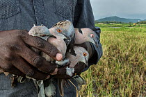Conservationist holding dead African mourning doves (Streptopelia decipiens) killed by poison and collected from the poisoning site, Bunyala Rice scheme, Western Kenya, Africa. November, 2015.