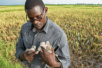 Conservationist holding dead African mourning doves (Streptopelia decipiens) killed by poison and collected from the poisoning site, Bunyala Rice scheme, Western Kenya, Africa. November, 2015.