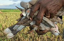 Conservationist holding dead African mourning doves (Streptopelia decipiens) and Speckled pigeon (Columba guinea) killed by poison and collected from the poisoning site, Bunyala Rice scheme, Western K...
