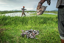 Conservationist holding two dead African mourning doves (Streptopelia decipiens) with a pile of more dead birds collected in a rice paddy, poisoned for human consumption, Bunyala Rice scheme, Western...