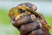 Person holding Village weaver / Black-headed weaver (Ploceus cucullatus) juvenile, poisoned by illegal pesticide spraying, to protect crops from feeding birds, Kenya, Africa. November, 2015.