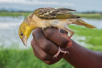 Person holding Village weaver / Black-headed weaver (Ploceus cucullatus) juvenile, poisoned by illegal pesticide spraying, to protect crops from feeding birds, Kenya, Africa. November, 2015.