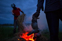Conservationists burning dead African mourning doves (Streptopelia decipiens) poisoned by illegal pesticide spraying, to protect crops from feeding birds, Bunyala Rice Scheme, Kenya, Africa. November,...