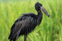 African openbill stork (Anastomus lamelligerus) with beak tied up, used as decoy to attract other storks to poisoned bait, Bunyala Rice Scheme, Kenya, Africa.