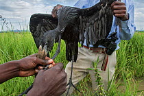 Conservationists rescuing African openbill stork (Anastomus lamelligerus) with legs tied up, used as decoy to attract other storks to poisoned bait, Bunyala Rice Scheme, Kenya, Africa. November, 2015.