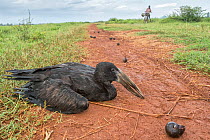 African openbill stork (Anastomus lamelligerus) on the ground, possibly with legs tied and wings clipped to stop escape, used as decoy to attract other storks to poisoned bait, the line of snails on t...