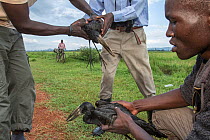 Conservationists rescuing two African openbill storks (Anastomus lamelligerus) used as decoys to attract other storks to poisoned bait, Bunyala Rice Scheme, Kenya, Africa. November, 2015.