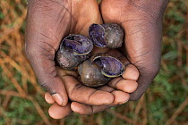 Person holding poisoned snails used to bait African openbill storks which are then sold for human consumption, Bunyala Rice Scheme, Kenya, Africa. November, 2015.
