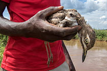 Conservationist holding Water thicknee / Water dikkop (Burhinus vermiculatus) poisoned by illegal pesticide spraying, to protect crops from feeding birds, Bunyala Rice Scheme, Kenya, Africa. November,...