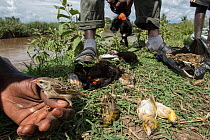 Conservationist holding poisoned Red billed quelea (Quelea quelea) surrounded by other dead birds, victims of illegal pesticide spraying, to protect crops from feeding birds, Bunyala Rice Scheme, Keny...