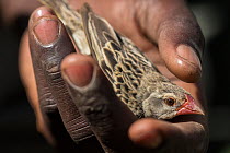 Person holding Red billed quelea (Quelea quelea) poisoned by illegal pesticide spraying, to protect crops from feeding birds, Bunyala Rice Scheme, Kenya, Africa.