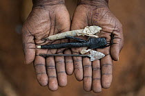 Person holding arrowheads tipped with poison, used to Kill Elephants for the ivory trade, Tsavo West National Park, Kenya, Africa.