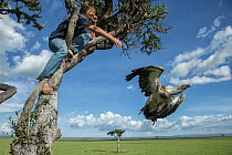 Vulture expert removing the body of a poisoned White backed vulture (Gyps africanus) from a tree. The vulture died after eating either a dead cow laced with poison or the stomach contents of a Lion th...