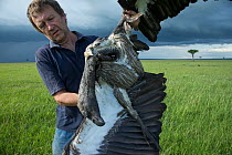 Vulture expert holding a dead White backed vulture (Gyps africanus) killed by poison left by Maasai herdsmen, Masai Mara, Kenya, Africa. December, 2015.