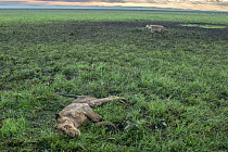 Lion (Panthera leo) male, juvenile, lying on grass dying after being poisoned four days earlier by Maasai herdsmen, with a Spotted hyena (Crocuta crocuta) waiting in the background, Masai Mara, Kenya,...