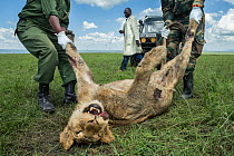 Two Kenya WIldlife Service (KWS) rangers removing carcass of young male Lion (Panthera leo) after being looked at by vet, the lion was poisoned four days previously by Maasai herdsmen, Masai Mara, Ken...