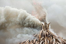 Smoke billowing out from 105 tonnes of Elephant tusks on fire - the largest ivory burn in history - Nairobi National Park, Kenya, Africa. 30 April 2016.