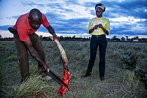 Two rangers from the Mara Conservancy and Anne K Taylor Fund holding bloody Elephant (Loxodonta africana) tusk removed from juvenile Elephant that was killed by possible poisoning, Masai Mara, reserve...