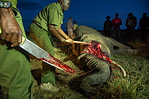 Rangers from Mara Conservancy and Anne K Taylor Fund removing tusks from juvenile Elephant (Loxodonta africana) carcass, possibly poisoned. Tusks are removed to prevent them being illegally taken, Mas...