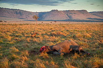Two Spotted hyenas (Crocuta crocuta) feeding on Elephant (Loxodonta africana) carcass, possibly killed by poison arrow, Masai Mara, Kenya, Africa.