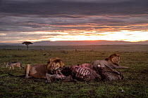 Two Lions (Panthera leo) males, feeding on Eland (Taurotragus oryx) prey at dawn with Jackal (Canis sp.) and Vultures (Gyps sp.) lurking in background, Masai Mara, Kenya, Africa.