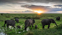 Elephant (Loxodonta africana) herd, matriarchal group with two calves, grazing in wet grassland at sunset, Topi Plain, Masai Mara, Kenya, Africa.