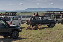 Five Cheetahs (Acinonyx jubatus) male siblings, feeding on Blue wildebeest (Connochaetes taurinus) prey, surrounded by multiple tourist cars with tourists taking photographs, Masai Mara, Kenya, Africa...