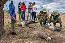 Ruppell's vultures (Gyps rupellii) victims of poisoning, tied to tree after rescue, with rangers and staff from vulture poisoning response team, Ol Kinyei Conservancy, Masai Mara, Kenya, Africa....