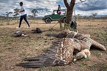 Ruppell's vultures (Gyps rupellii) victims of poisoning, tied to tree after rescue, with staff from vulture poisoning response team, Ol Kinyei Conservancy, Masai Mara, Kenya, Africa. November, 20...