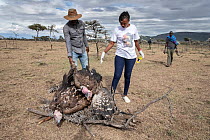 Staff from vulture poisoning response team piling up carcasses of poisoned Ruppell's vultures (Gyps rupellii) and Lappet-faced vultures (Torgos tracheliotos) before burning, Ol Kinyei Conservancy...