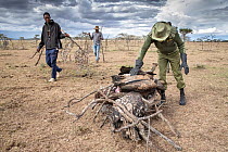 Ranger from vulture poisoning response team piling up carcasses of poisoned Ruppell's vultures (Gyps rupellii) before burning, Ol Kinyei Conservancy, Masai Mara, Kenya, Africa. November, 2019.