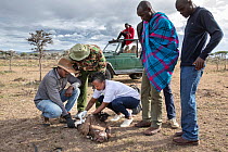 People from a vulture poisoning response team treating a poisoned Lappet-faced vulture (Torgos tracheliotos) with atropine, Ol Kinyei Conservancy. Masai Mara, Kenya, Africa. November, 2019.