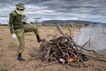Ranger starting bonfire to burn remains of dead Lappet-faced vulture (Torgos tracheliotos), a victim of poisoning, Ol Kinyei Conservancy, Masai Mara, Kenya, Africa. November, 2019.