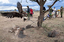 Lappet-faced vulture (Torgos tracheliotos) tied up to tree after being treated for poisoning, with two dead Ruppell's vultures (Gyps rupellii) on the ground and staff from the Vulture Poisoning R...