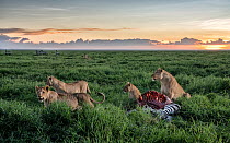 Lion (Panthera leo) pride feeding on Zebra (Equus quagga) carcass, killed earlier that day, Serengeti National Park, Tanzania, Africa.