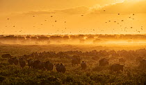 Blue wildebeest (Connochaetes taurinus) herd moving towards Ndutu lake in the evening during the February calving event, Serengeti National Park, Tanzania, Africa.