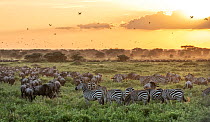 Blue wildebeest (Connochaetes taurinus) and Zebra (Equus quagga) herds moving towards Ndutu lake in the evening during the February calving event, Serengeti National Park, Tanzania, Africa.