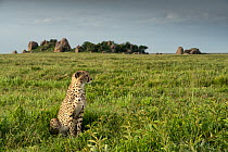Cheetah (Acinonyx jubatus) sitting on grassland with the Gol Kopjes rock formation in background, Serengeti National Park, Tanzania, Africa.