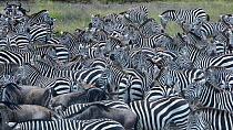 Zebra (Equus quagga) and Blue wildebeest (Connochaetes taurinus) herds on the savanna, Hidden Valley, Serengeti National Park,Tanzania, Africa.