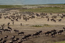 Blue wildebeest (Connochaetes taurinus) and Zebra (Equus quagga) herds crossing plains Serengeti National Park, Tanzania, Africa.
