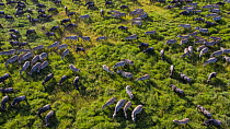 Blue wildebeest (Connochaetes taurinus) and Zebra (Equus quagga) herds crossing plains  between Hidden Valley and Naabi Hil, Serengeti National Park, Tanzania, Africa.
