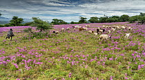 Local boy running towards herd of goats and sheep grazing in pasture among pink wildflowers, Ngorongoro Conservation Area, Tanzania, Africa. February, 2020.