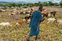 Herder with goat and sheep herd, Ngorongoro Conservation Area, Tanzania, Africa. February, 2017.