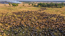 Blue wildebeest (Connochaetes taurinus) herd walking across grassland with smoke from a controlled burn set by Serengeti Park rangers to create fresh pasture in background,  Serengeti National Park, T...