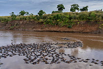Large number of dead Blue wildebeest (Connochaetes taurinus) floating in Mara River after mass river crossing event, animals died from drowning, Masai Mara, Kenya, Africa. August, 2020.