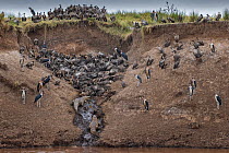 Ruppell's vultures (Gyps rueppelli), White backed vultures (Gyps africanus) along with Marabou storks (Leptoptilos crumeniferus) and Crocodiles (Crocodylus niloticus) feeding on a rotting heap of...