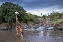 Small herd of Masai giraffes (Giraffa camelopardalis tippelskirchi) one crossing the Talek River with rest of herd watching from riverbank at dusk, Masai Mara, Kenya, Africa.